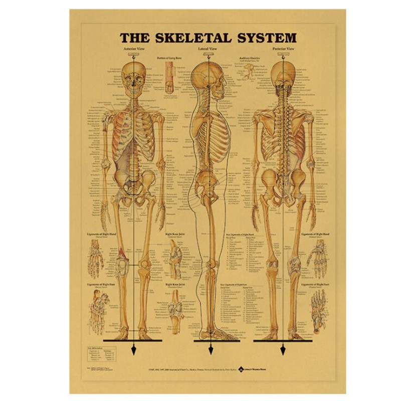 Home Decor Indonesia - Vintage układ szkieletowy plakat medyczny naklejki